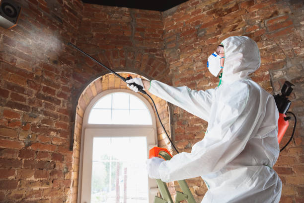 Best Mold Removal for HVAC Installations  in Timmonsville, SC