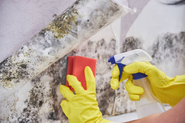 Best Residential Mold Inspection & Testing  in Timmonsville, SC